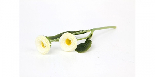 Flower, DAISY WHITE