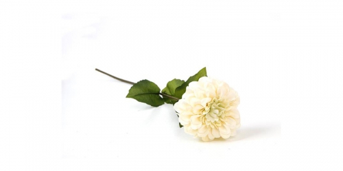 Flower, GERBERA WHITE