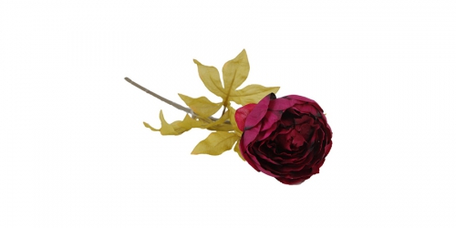 Flower, PEONY RED