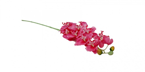 Flower, PHALAENOPSID PLUM