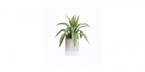 Flower, LEAF IN SQUARE