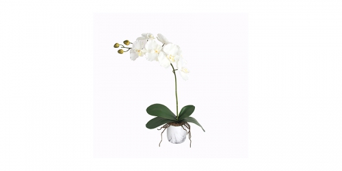 Flower, WHITE ORCHID IN POT