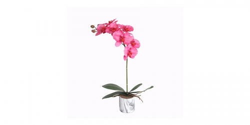 Flower, PINK ORCHID IN POT