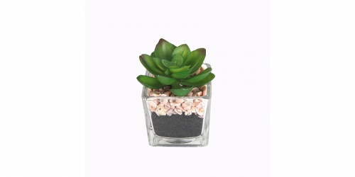 Flower, SUCCULENT IN GLASS