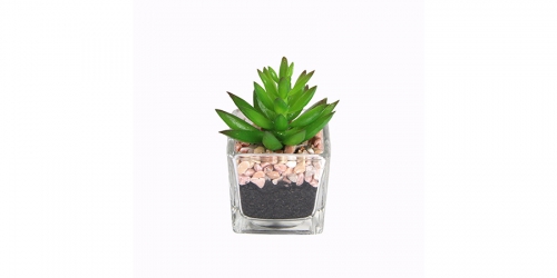 Flower, SUCCULENT IN GLASS