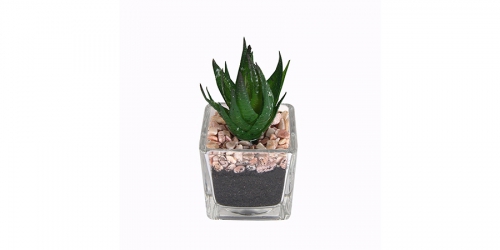 Flower, SUCCULENT IN GLASS