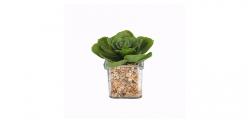 Flower, SUCCULENT IN GLASS
