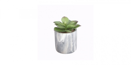 Flower, SUCCULENT IN MARBLE POT