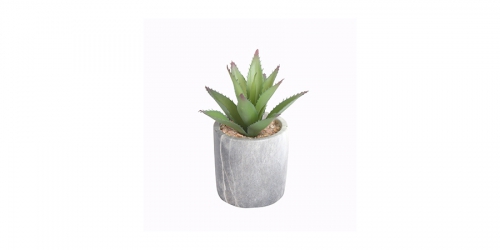 Flower, SUCCULENT IN MARBLE POT