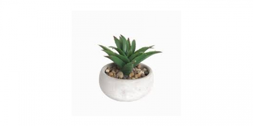 Flower, SUCCULENT IN POT