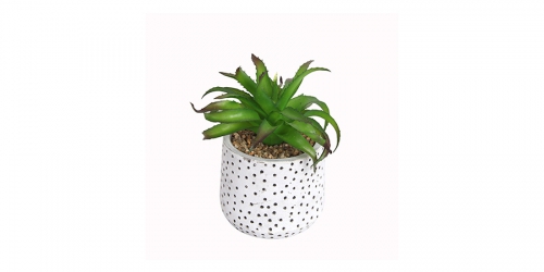 Flower, SUCCULENT IN POT