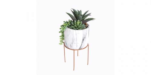 Flower, MIX SUCCULENT IN POT