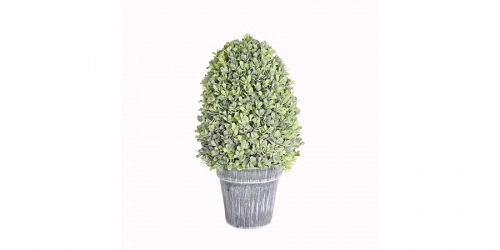 Flower, PLANT IN POT