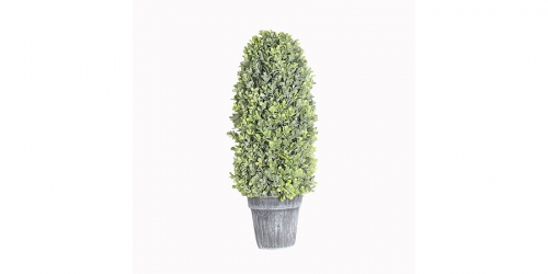 Flower, PLANT IN POT